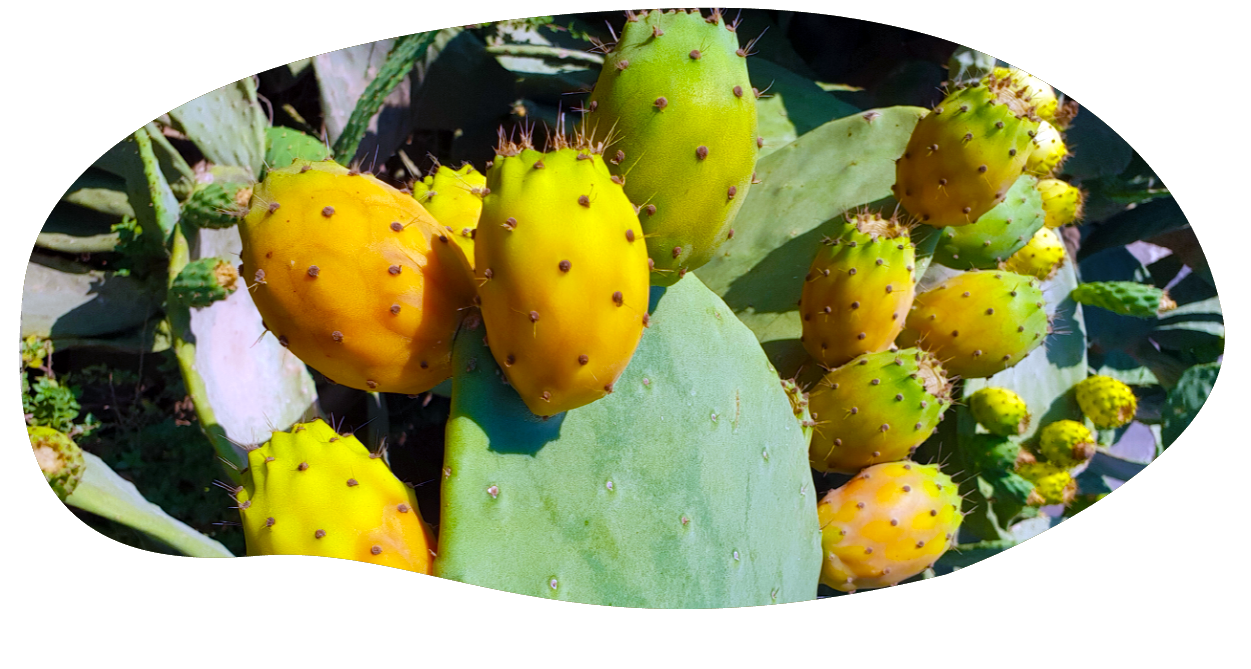 aa