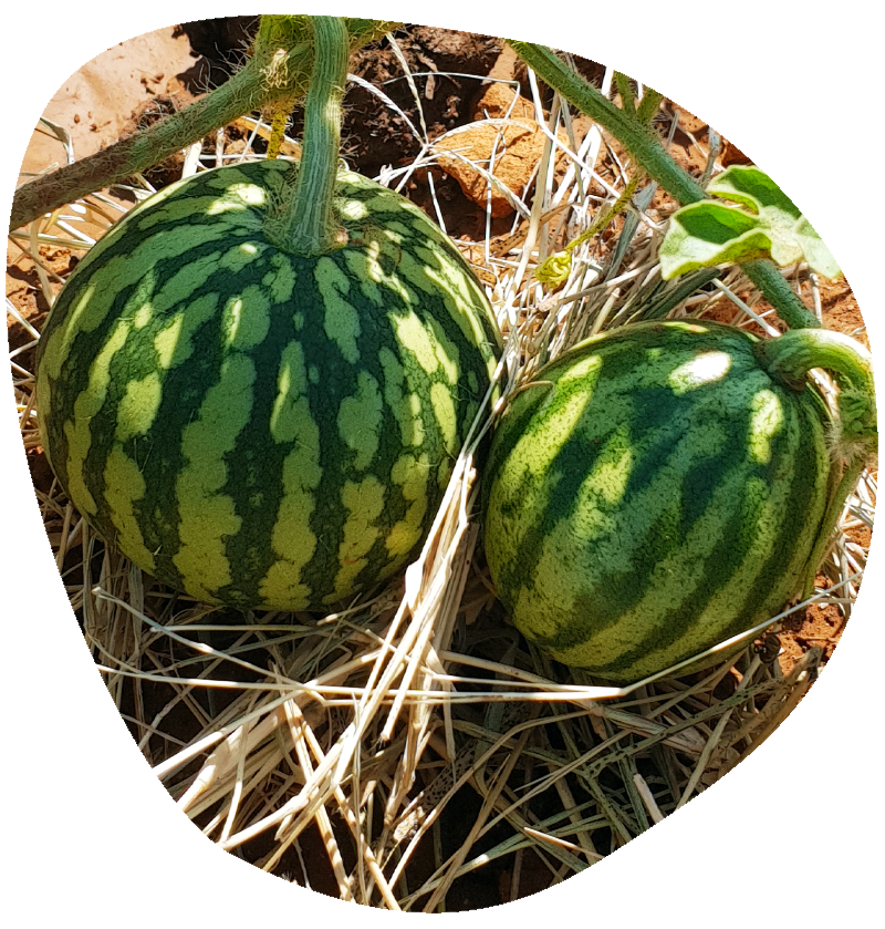 aa