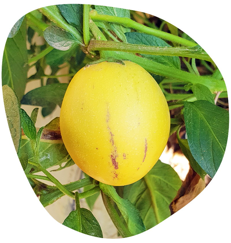aa