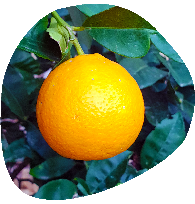 aa