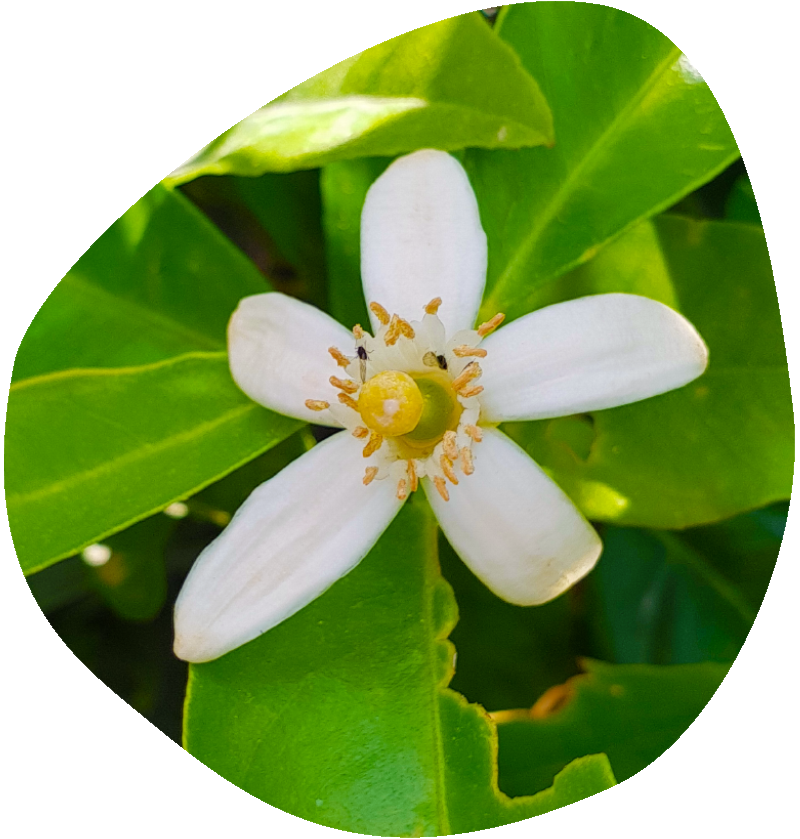 aa
