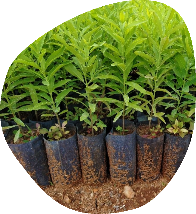 aa