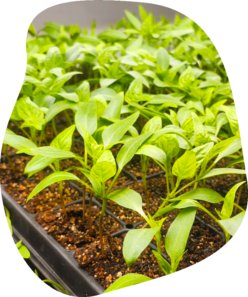 aa